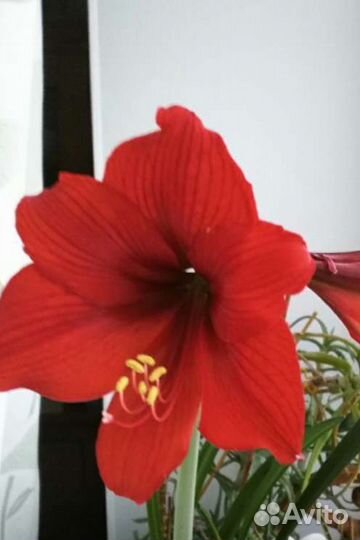 Гиппиаструм детка