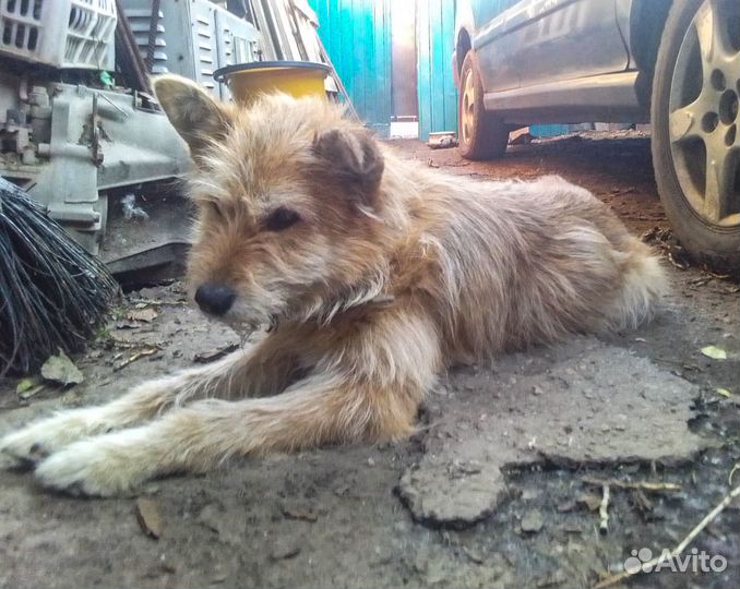 Бородатая стерильная собачка Дуся в хорошие руки