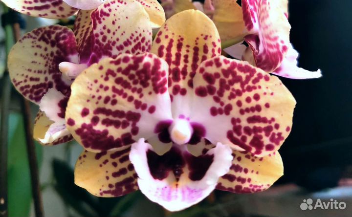 Орхидея фаленопсис восточный экспресс