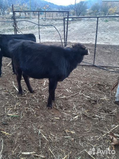 Телята, бычки