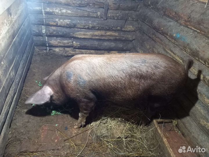Продам хряка