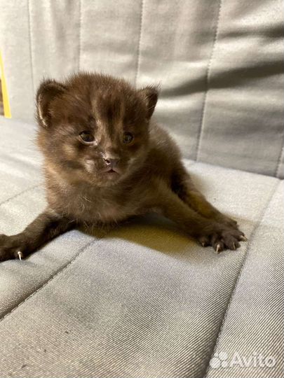 Чаузи ф1в эксклюзивном окрасе шоколад