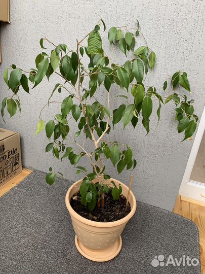Фикус бенджамина большой