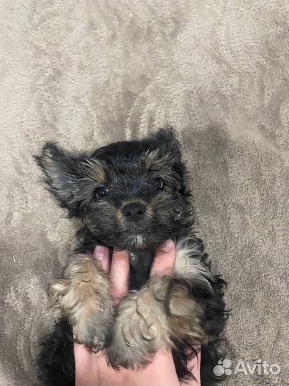 Йоркширский терьер