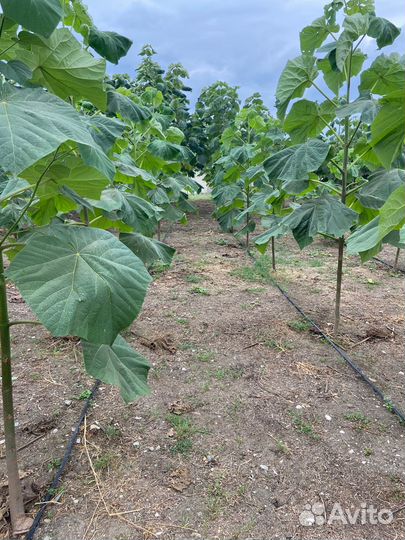 Продаю хвойные и лиственные расстения