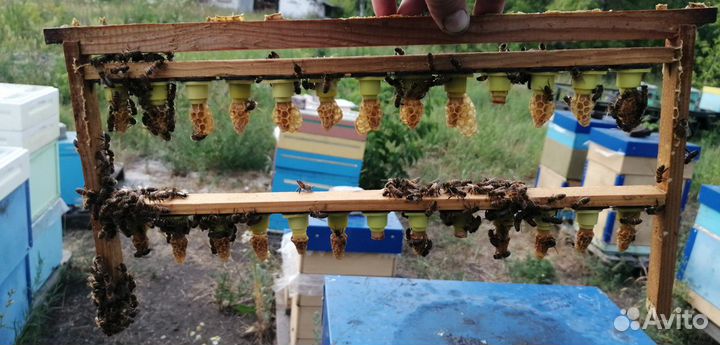 Матки Бакфаст F1 2024