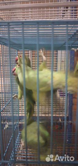 Попугай ожереловые