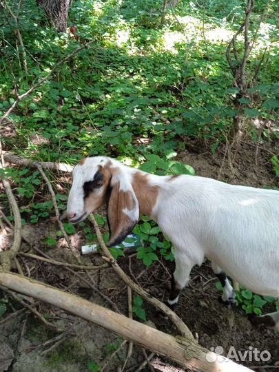 Англо нубийские козлята