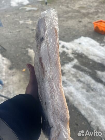 Сало