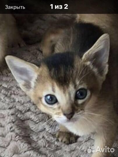 Абиссинские котята