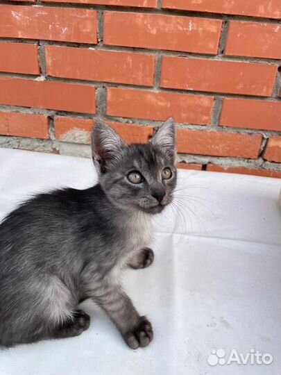 Кошка в дар