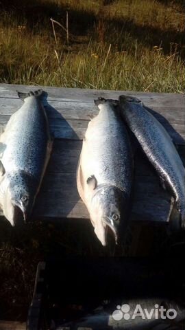 Организация морской рыбалки. Отдых на Белом море