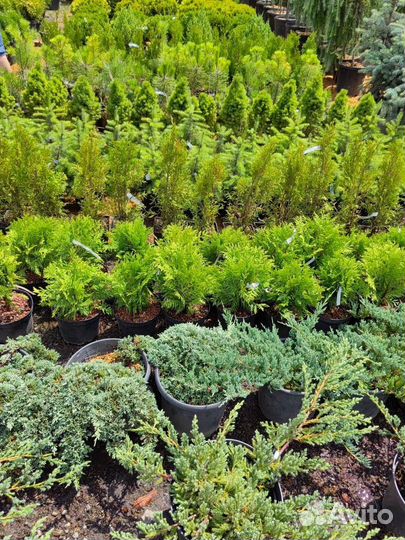Питомник хвойных растений