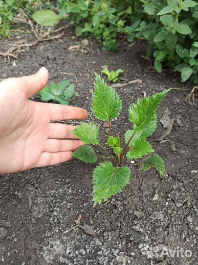 Колокольчик Пинк Октопус