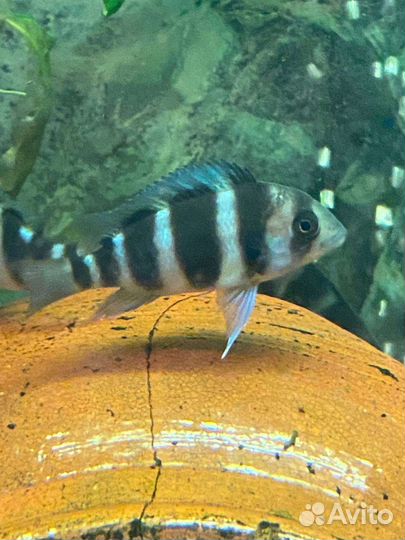 Фронтоза Бурунди