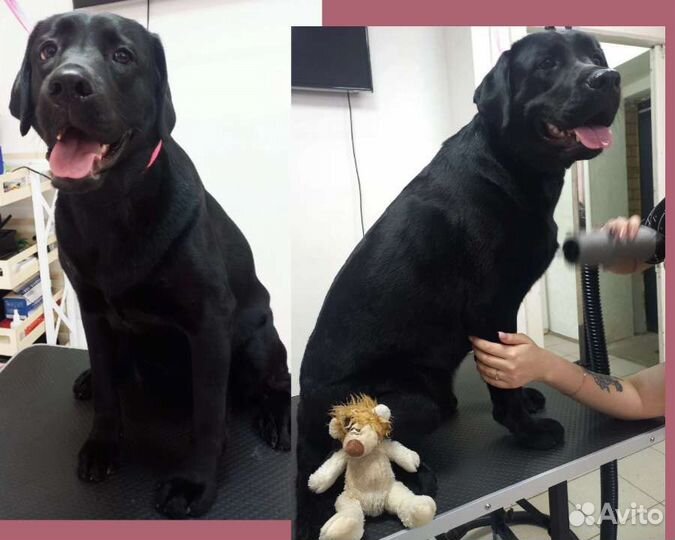 Груминг собак/Модный хвоСт/салон