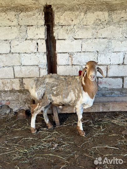 Баран - производитель Гиссар