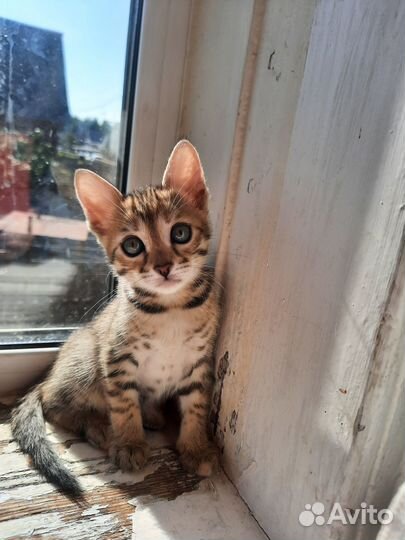 Милые очаровашки