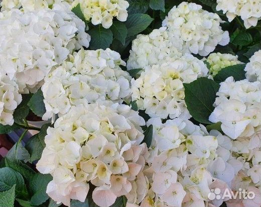 Гортензия Saxon Bright White Ярко белый