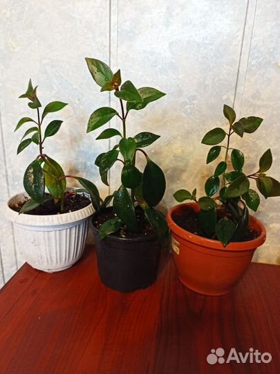 Нематантус /золотая рыбка