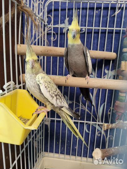 Попугай корелла