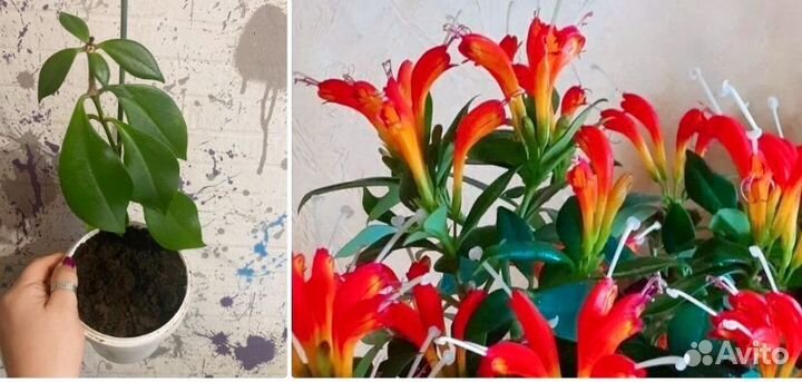 Эсхинантус