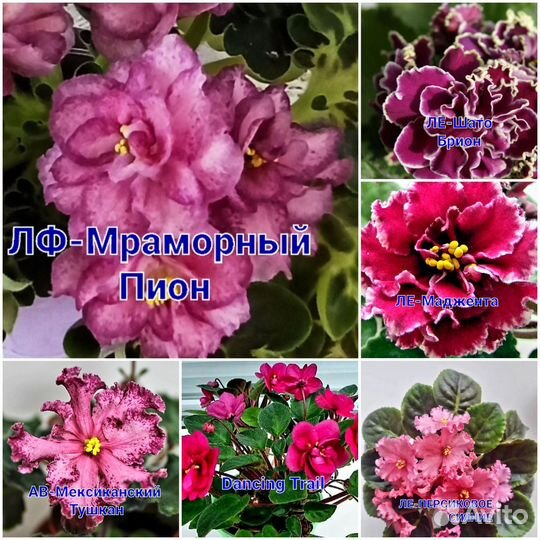 Фиалки жёлтых и красных сортов