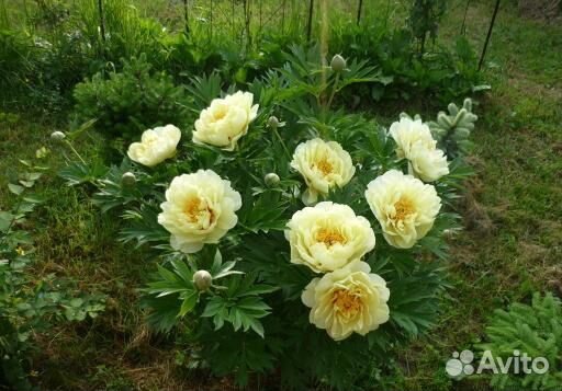 Для Интерьера сада Жёлтый Ито Пион Бартзелла