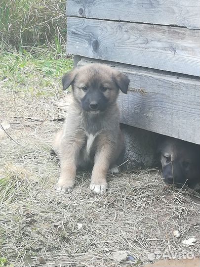 Отдам даром симпатичных малышей