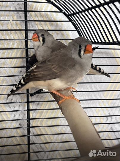 Зебровые амадины самочки