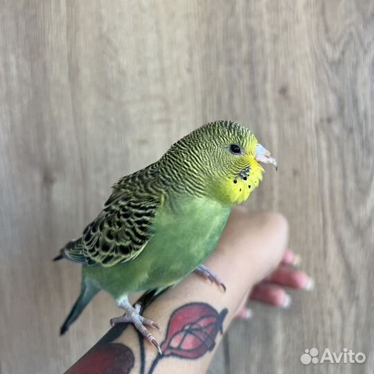 Птенцы волнистый попугай (девочка)