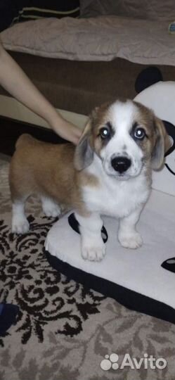 Щенок в добрые руки бесплатно