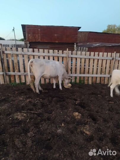 Коровы молодая с теленками