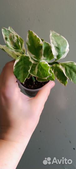 Педилантус