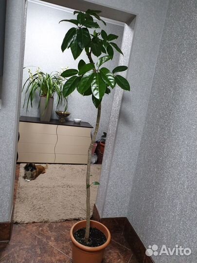 Шеффлера Амате (Schefflera Amate)