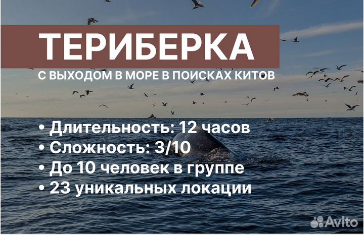 Тур в Териберку с выходом в море