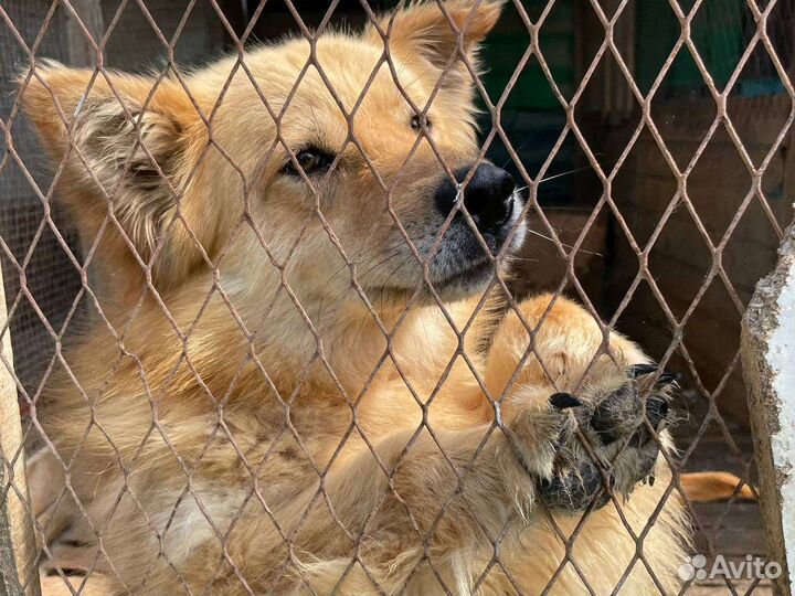 Собака ищет дом