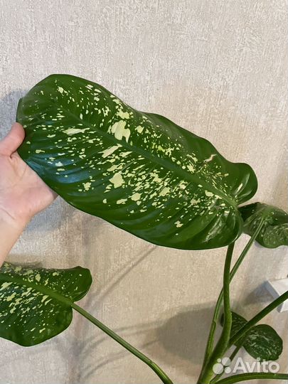 Диффенбахия