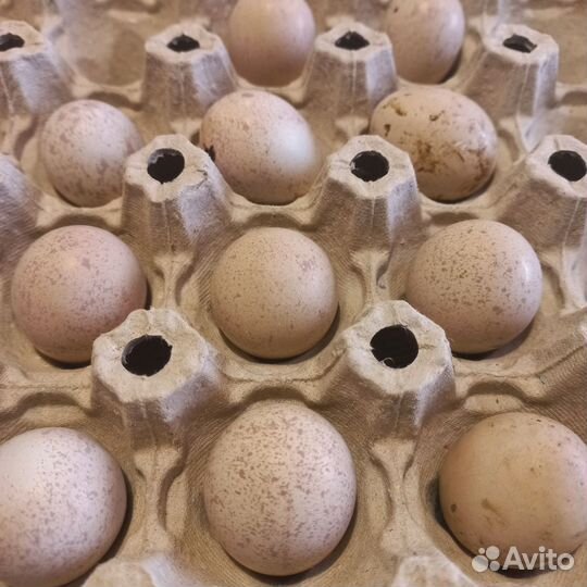 Яйцо инкубационное