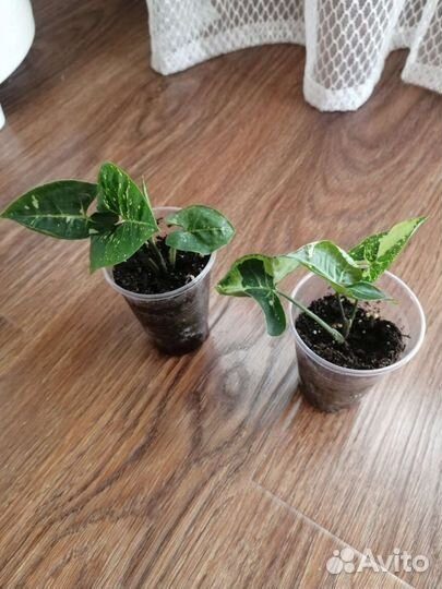 Сингониум Панда