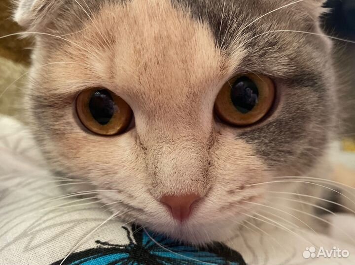 Отдам кошку
