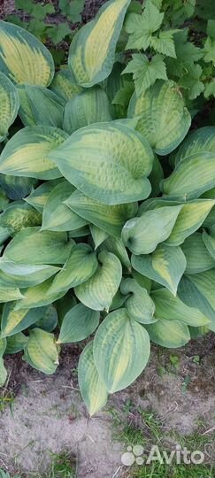 Космея,аквилегия,ромашка,маргаритки