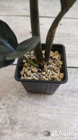 Замиокулькас черный равен