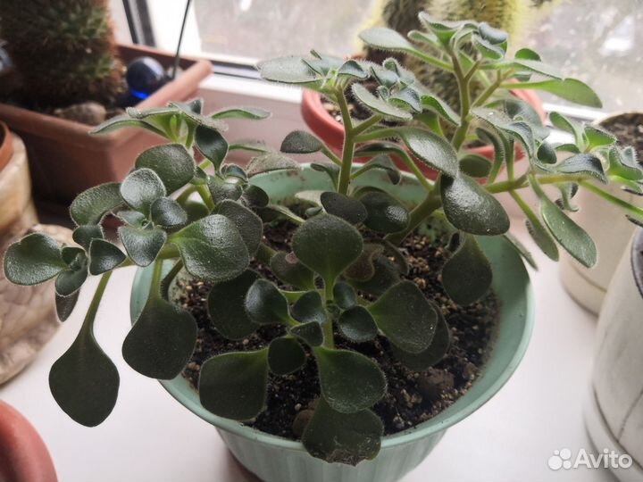 Хавортия лимифолия