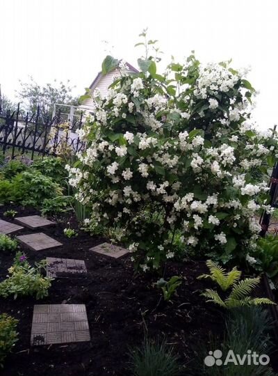 Ива Нана,бульдонеж,спирея японская