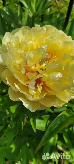 Пион ито Бартзелла