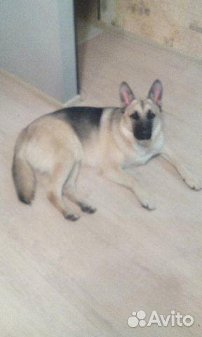 Ищем девочку