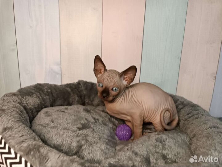 Котенок Канадский сфинкс