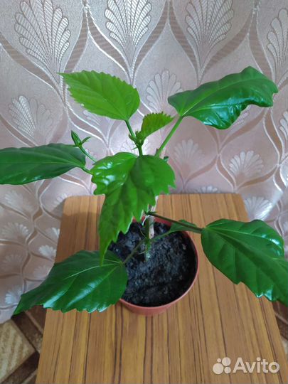 Гибискус китайская роза