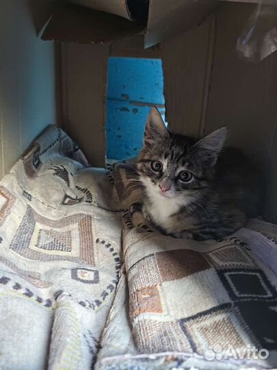 Котята в добрые руки бесплатно